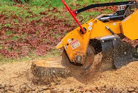 Best Stump Grinding and Removal  in Palm Springs North, FL