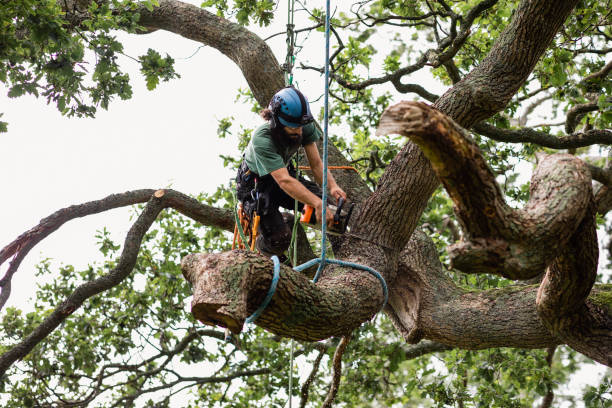 Professional Tree Services in Palm Springs North, FL