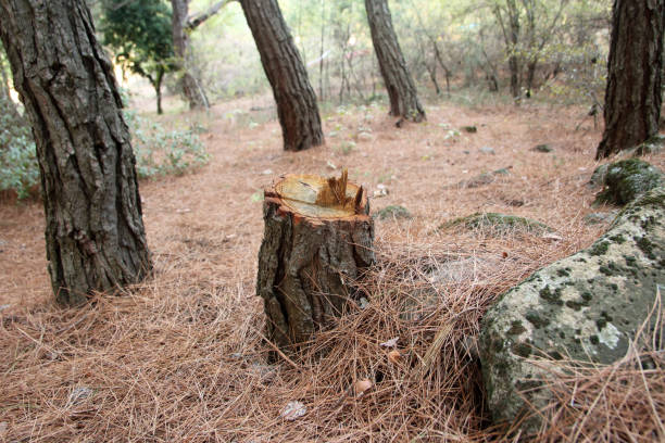 How Our Tree Care Process Works  in  Palm Springs North, FL