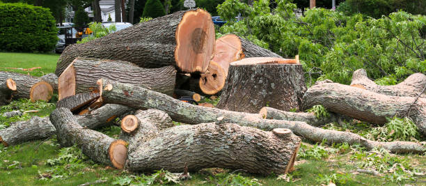  Palm Springs North, FL Tree Services Pros